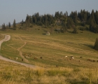 Padiş
