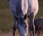 Padiş