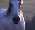 Padiş