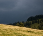 Padiș