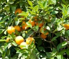 0243_Maroko_2013
