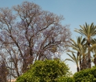 0244_Maroko_2013