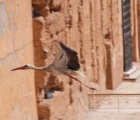 0758_Maroko_2013