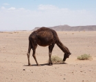 1206_Maroko_2013