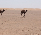 1207_Maroko_2013