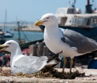 1539_Maroko_2013