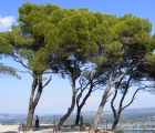 DSCF4137