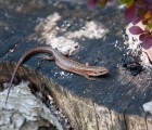Morské oko